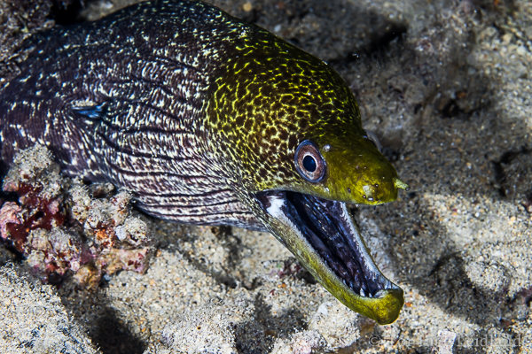 Undulated moray eel